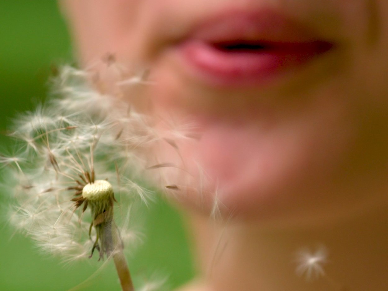 blows on a dandelion