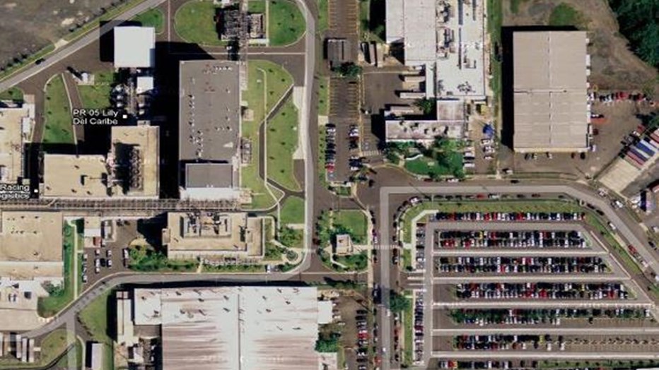 Lilly del Caribe Birdseye Lilly del Caribe Birdseye